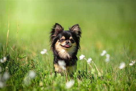 Chihuahua People Forum